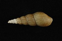 藏品(網蜷 )的圖片